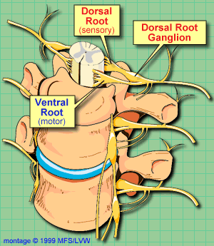 spinal cord dorsal