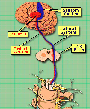 illustration of pain transmission in nerve fibers