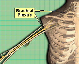 picture of brachial plexus