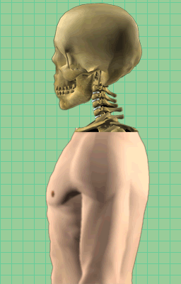 animation of jugular foramen