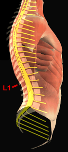 illustration of spinal cord