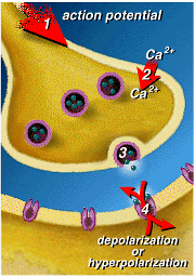 illustration of synaptic transmisison