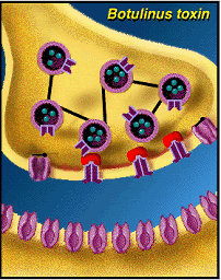 illustration of synaptic inhibition