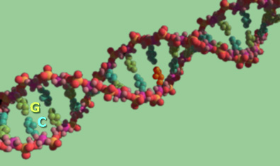 DNA Double Helix