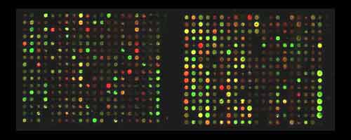 Gene Chip or Microarray