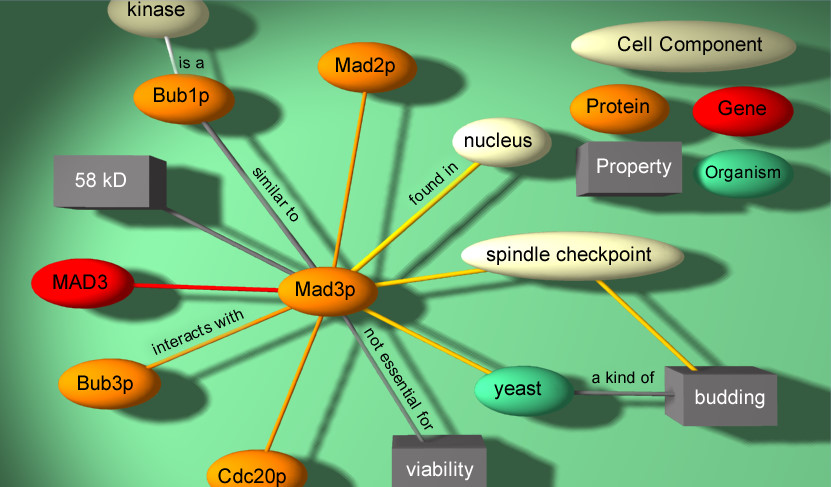 Simple Knowledge Map for Mad3p Protein